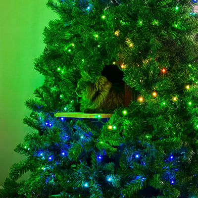 Baily + Gizmo & Saphira - Massachusetts