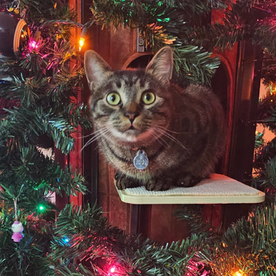 Holly + Pixel, Bee, & Louie - Ohio