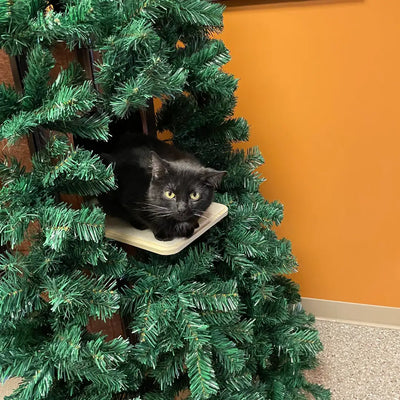 Smitten Kitten Cat Café - Indiana